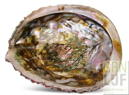 Abalone smudge schelp