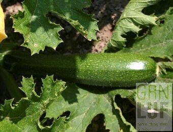 Courgette zaden EKO