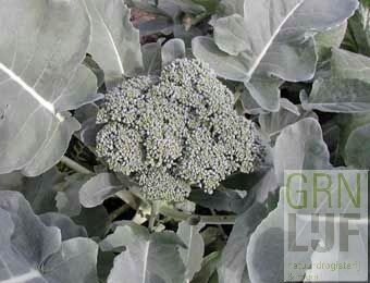 Broccoli zaden EKO