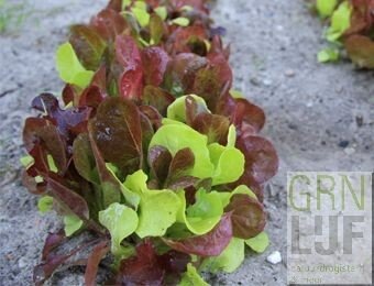 Musclun Babyleaf (zadenmengsel kiemplanten) EKO