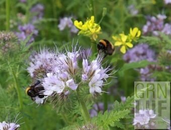 Bloemenmengsel T&uuml;bingermengsel (bijen &amp; vlinders) EKO