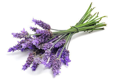 Etherische Lavendel olie