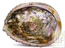 Abalone smudge schelp