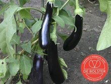 Aubergine bio demeter