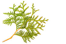 Thuja etherische olie