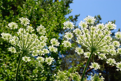 etherische olie Angelica sinensis