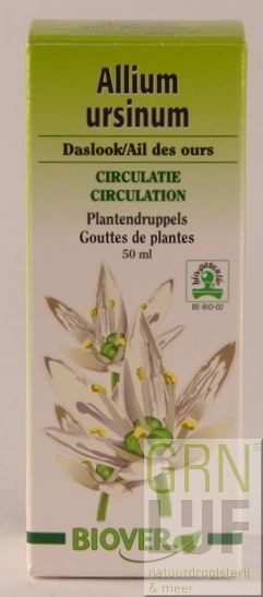 Biover Allium ursinum / daslook
