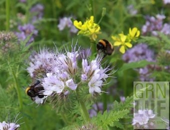 Bloemenmengsel Tübingermengsel (bijen & vlinders) EKO