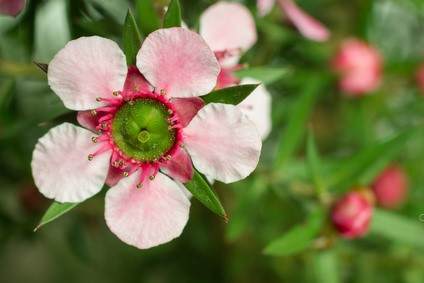 Manuka etherische olie 