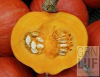 Pompoen Amoro zaden EKO