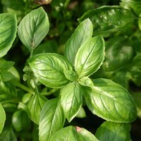 De Bolster Basilicum 'Genovese' zaad bio