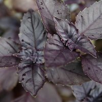 De Bolster Basilicum 'Dark Opal' zaad bio