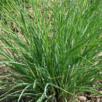 De Bolster Bieslook Fijn zaad bio