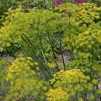 De Bolster Dille zaad bio