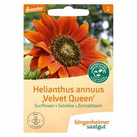 Bingenheimer Saatgut - Zonnebloem Velvet Queen Zaden