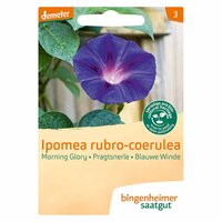 Bingenheimer Saatgut - Blauwe Winde Zaden