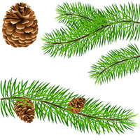 Den  Grove Den etherische olie