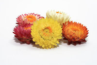 Strobloem / Helychrysum / Helycrise etherische olie