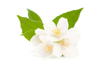 Jasmijn etherische olie 10% absolue 