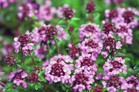 Rode tijm etherische olie