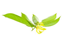 Ylang Ylang etherische olie - Ylang Ylang compleet