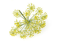 Venkel zoet etherische olie