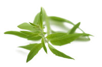 Verbena citroen etherische olie