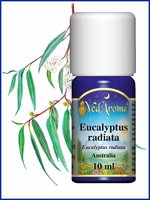 Eucalyptus radiata BIO etherische olie VedAroma