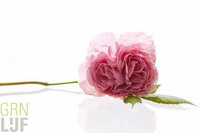 Meiroos 10% etherische olie