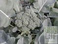 Broccoli-zaden-EKO